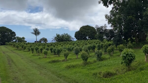 The Growth and Harvesting Process