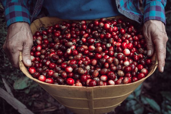 Image of Kona coffee harvesting