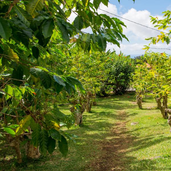 Uluwehi Farm Hawaii’s Coffee Destination